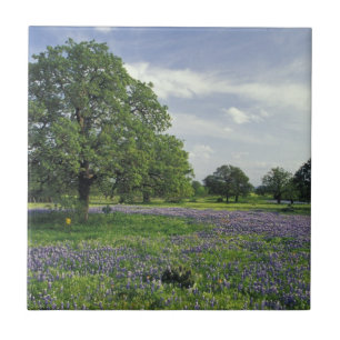 N.A, USA, Texas, Lake Buchanan, Eichen und Blau Fliese
