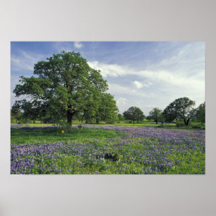 N.A, USA, Texas, Lake Buchanan, Eichen und Blau Poster