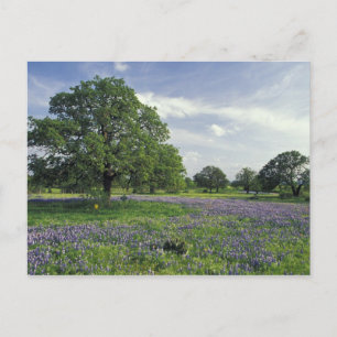 N.A, USA, Texas, Lake Buchanan, Eichen und Blau Postkarte
