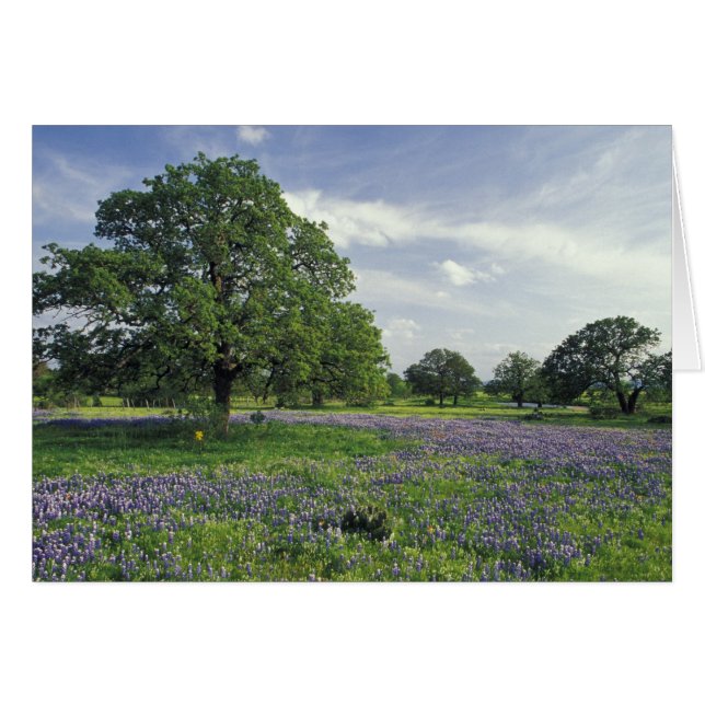 N.A., USA, Texas, Lake Buchanan, Oaks und Blue (Vorderseite (Horizontal))