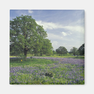 N.A., USA, Texas, Lake Buchanan, Oaks und Blue Magnet