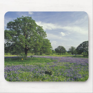 N.A., USA, Texas, Lake Buchanan, Oaks und Blue Mousepad