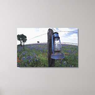 N.A., USA, Texas, Llano, Blaue Laterne, Eiche Leinwanddruck