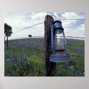 N.A., USA, Texas, Llano, Blue Lantern, Eiche Poster