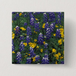 N.A, USA, Texas, Marble Falls, Blaue Bonnets Button