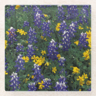 N.A, USA, Texas, Marble Falls, Blaue Bonnets Glasuntersetzer