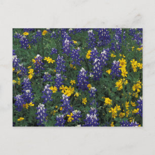 N.A, USA, Texas, Marble Falls, Blaue Bonnets Postkarte