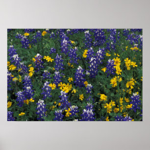 N.A, USA, Texas, Marble Falls, Blaue Hauben Poster
