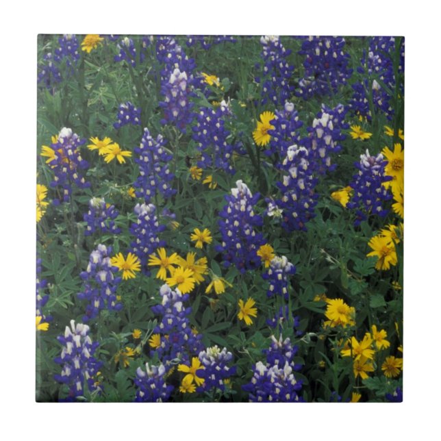 N.A., USA, Texas, Marble Falls, Blue Bonnets Fliese (Vorderseite)
