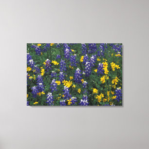 N.A., USA, Texas, Marble Falls, Blue Bonnets Leinwanddruck