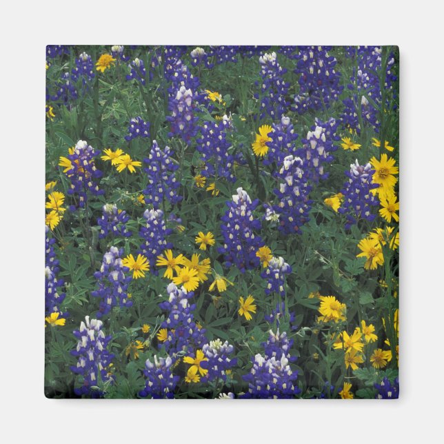 N.A., USA, Texas, Marmorfälle, Blue Bonnets Magnet (Vorne)