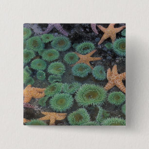 N.A., USA, Washington, Olympic National Park Button