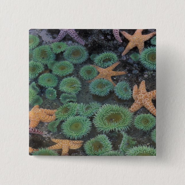 N.A., USA, Washington, Olympic National Park Button (Vorderseite)