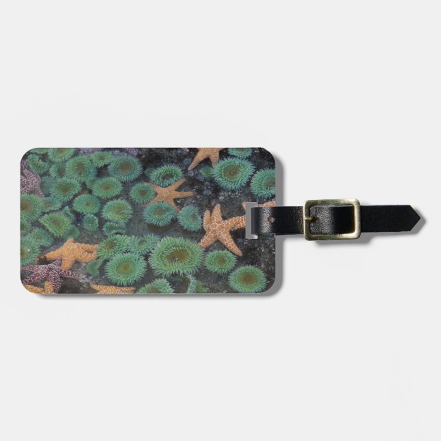 N.A., USA, Washington, Olympic National Park Gepäckanhänger (Vorderseite horizontal)