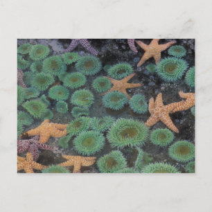 N.A., USA, Washington, Olympic National Park Postkarte