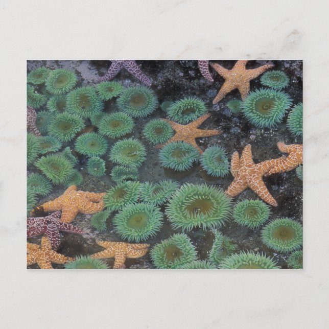 N.A., USA, Washington, Olympic National Park Postkarte (Vorderseite)