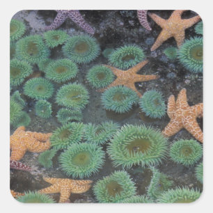 N.A., USA, Washington, Olympic National Park Quadratischer Aufkleber
