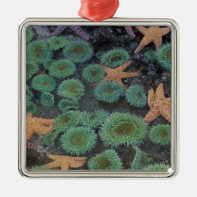 N.A., USA, Washington, Olympic National Park Silbernes Ornament (Vorne)