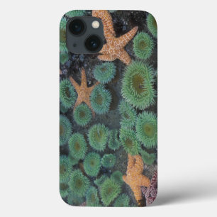 N.A., USA, Washington, Olympic-Nationalpark Case-Mate iPhone Hülle