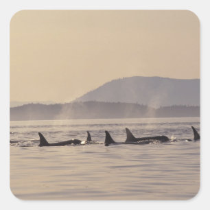N.A., USA, Washington, San Juan Inseln Orca Quadratischer Aufkleber