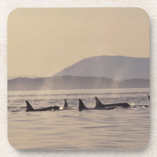 N.A., USA, Washington, San Juan Inseln Orca Untersetzer