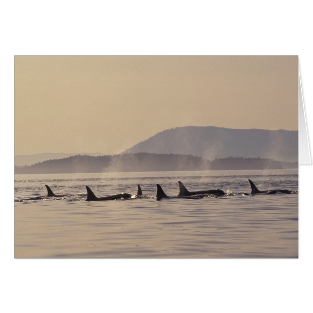 N.A., USA, Washington, San Juan Islands Orca (Vorderseite (Horizontal))
