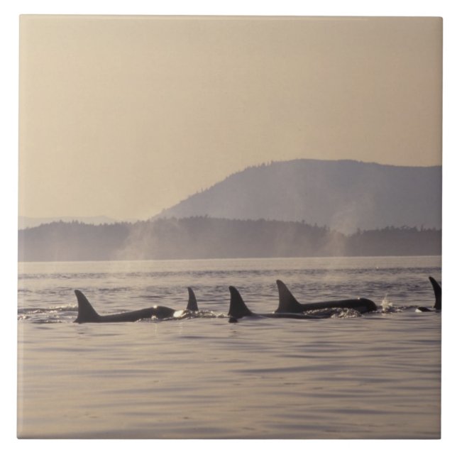 N.A., USA, Washington, San Juan Islands Orca Fliese (Vorderseite)