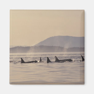 N.A., USA, Washington, San Juan Islands Orca Magnet