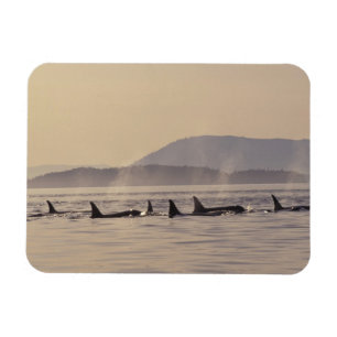 N.A., USA, Washington, San Juan Islands Orca Magnet