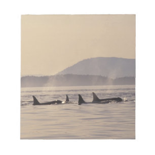 N.A., USA, Washington, San Juan Islands Orca Notizblock