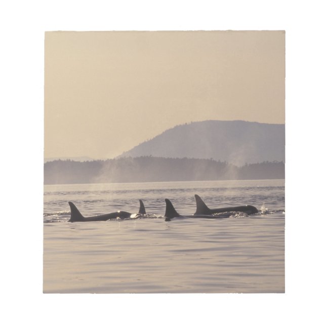 N.A., USA, Washington, San Juan Islands Orca Notizblock (Vorderseite)