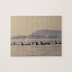 N.A., USA, Washington, San Juan Islands Orca Puzzle