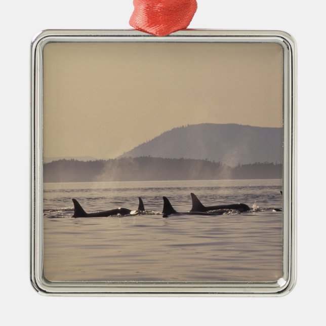 N.A., USA, Washington, San Juan Islands Orca Silbernes Ornament (Vorne)