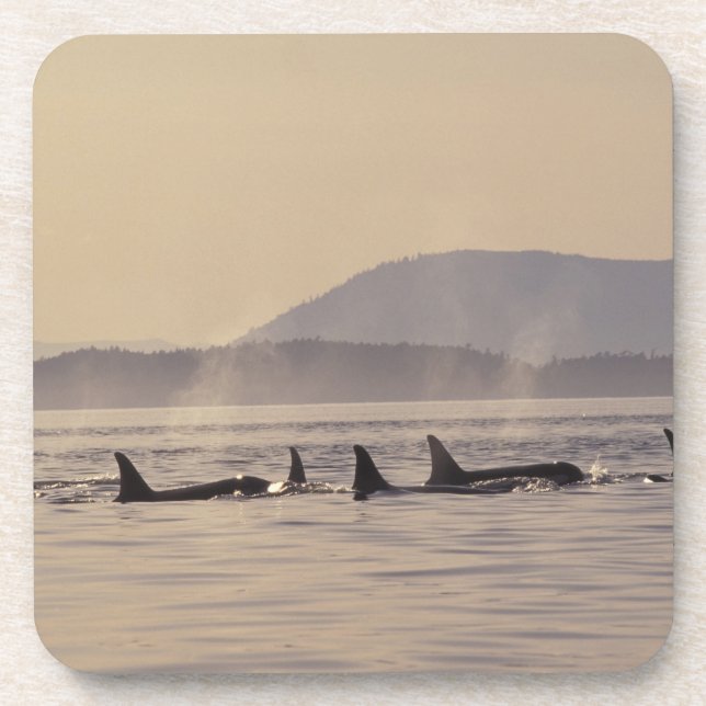 N.A., USA, Washington, San Juan Islands Orca Untersetzer (Vorderseite)
