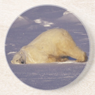NA, Kanada, Manitoba, Churchill, Eisbär Getränkeuntersetzer