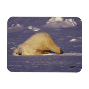 NA, Kanada, Manitoba, Churchill, Eisbär Magnet