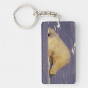 NA, Kanada, Manitoba, Churchill, Eisbär Schlüsselanhänger