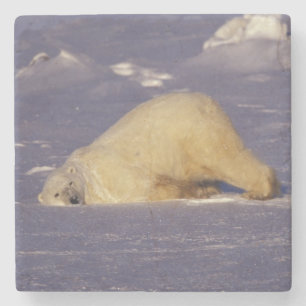 NA, Kanada, Manitoba, Churchill, Eisbär Steinuntersetzer