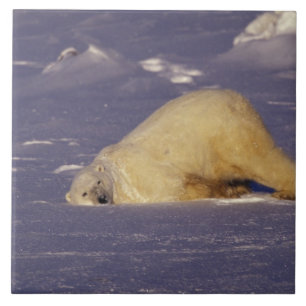 NA, Kanada, Manitoba, Churchill, Polar Fliese