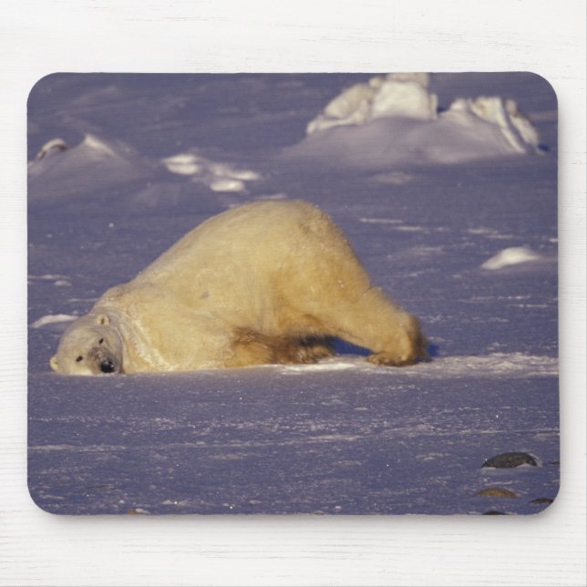 NA, Kanada, Manitoba, Churchill, Polar Mousepad (Vorne)