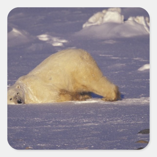 NA, Kanada, Manitoba, Churchill, Polar Quadratischer Aufkleber (Vorderseite)