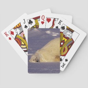 NA, Kanada, Manitoba, Churchill, Polar Spielkarten
