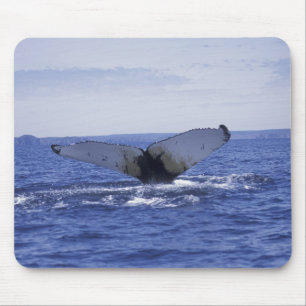 NA, Kanada, Neufundland, Trinity Bay. Buckelwal Mousepad