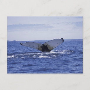 NA, Kanada, Neufundland, Trinity Bay. Buckelwal Postkarte