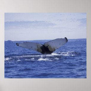 NA, Kanada, Neufundland, Trinity Bay. Humpback Poster