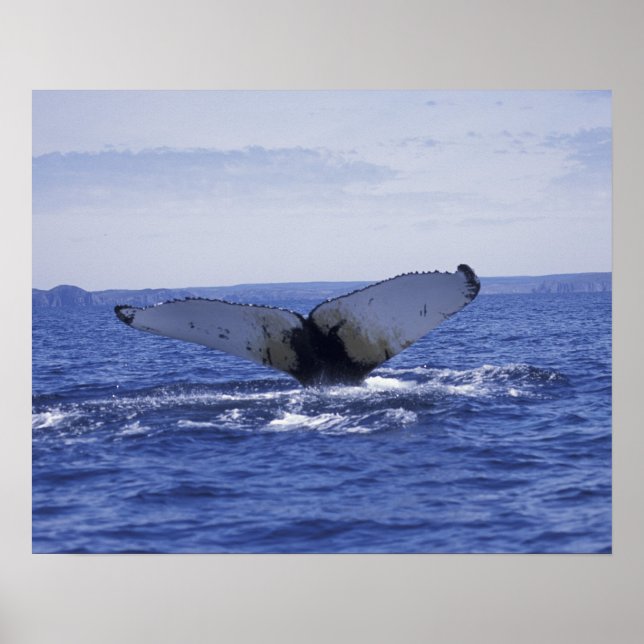 NA, Kanada, Neufundland, Trinity Bay. Humpback Poster (Vorne)