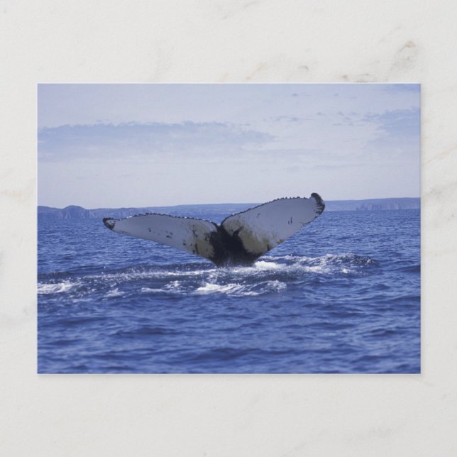 NA, Kanada, Neufundland, Trinity Bay. Humpback Postkarte (Vorderseite)
