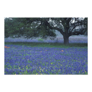 NA, Texas, Devine, Eiche und blaue Bonnetts Fotodruck