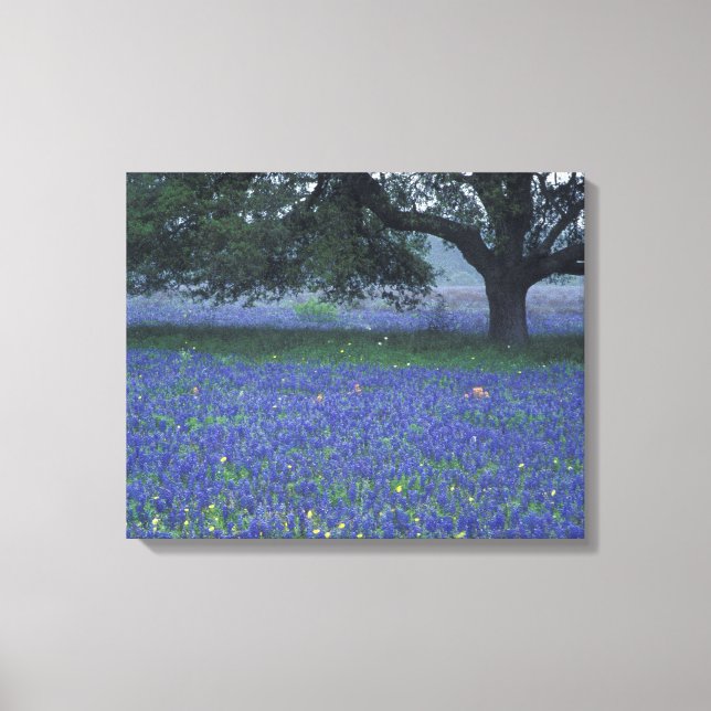 NA, Texas, Devine, Eichen und blaue Kronen Leinwanddruck (Vorderseite)