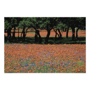 NA, Texas, Texas Hill Country, Buchan-Damm, Fotodruck
